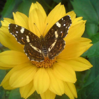 Agnieszka Marta Jabłonska