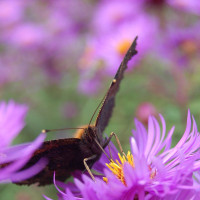 Agnieszka Rembiszewska