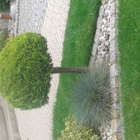 irena_pl