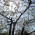 SDC10675.JPG