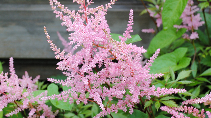 Tawułki od A do Z Mój Piękny Ogród