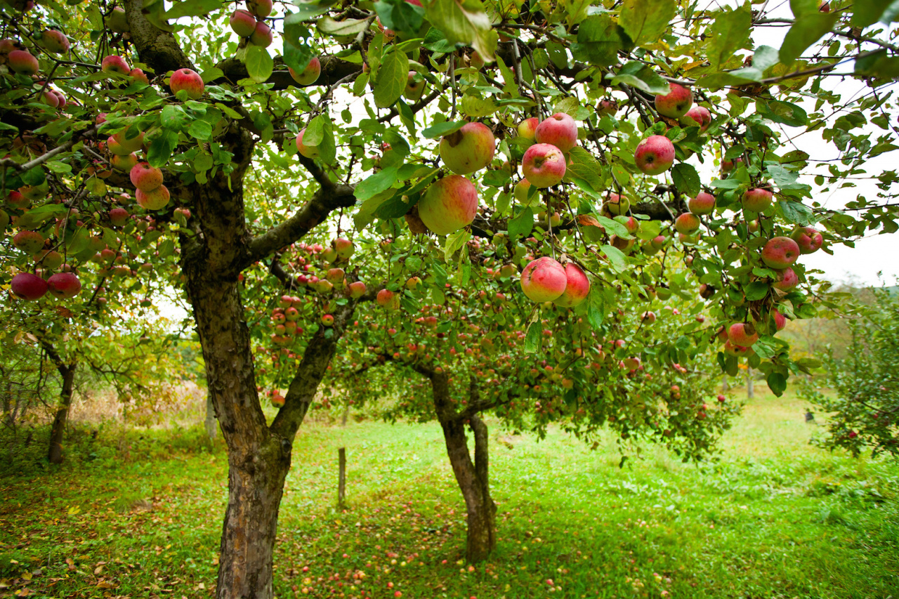 Porada: jesienne i zimowe odmiany jabłek - Mój Piękny Ogród