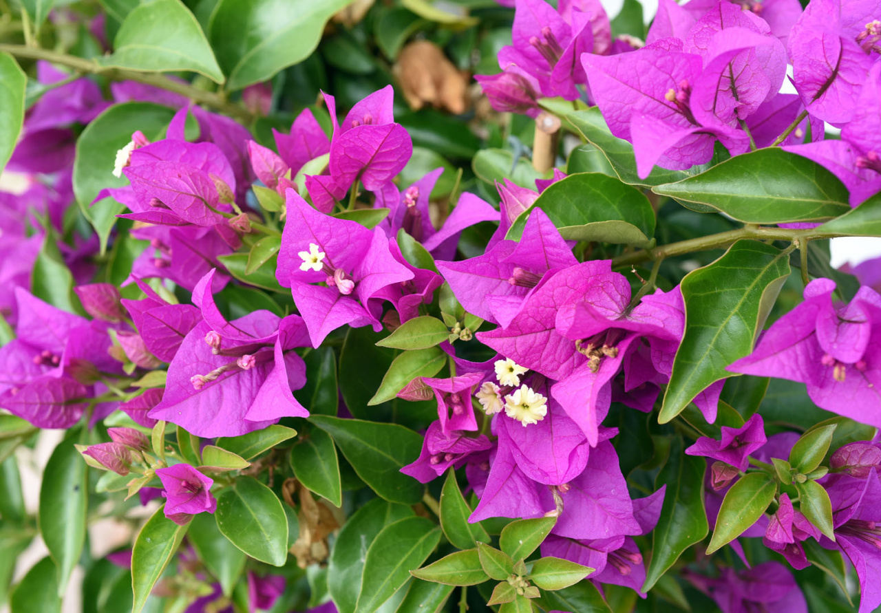 Bugenwilla gładka bougainvillea glabra - uprawa, pielęgnacja - Mój ...