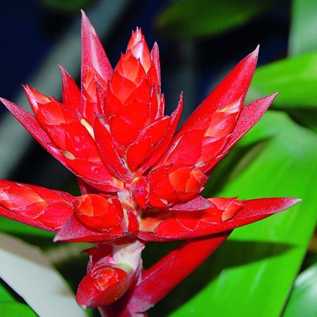 Aechmea ‘Mohican’ zdobyła pierwszą nagrodę na międzynarodowych targach ogrodniczych Horti Fair 2007