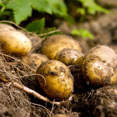 Bulwy ziemniaków mogą różnić się zarówno kolorem skórki, jak i miąższu