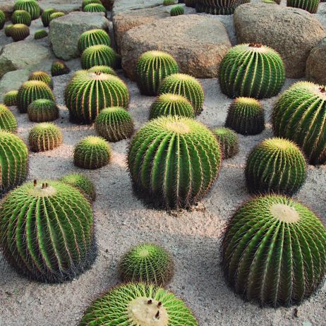 Echinocactus grussonii to jeden z najokazalszych kaktusów o kulistym kształcie