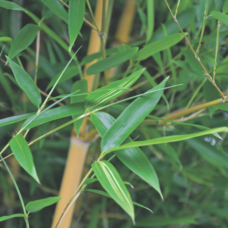 Bambusy potrafią doskonale przystosować się do naszego klimatu, również do zimowania pod śniegiem.