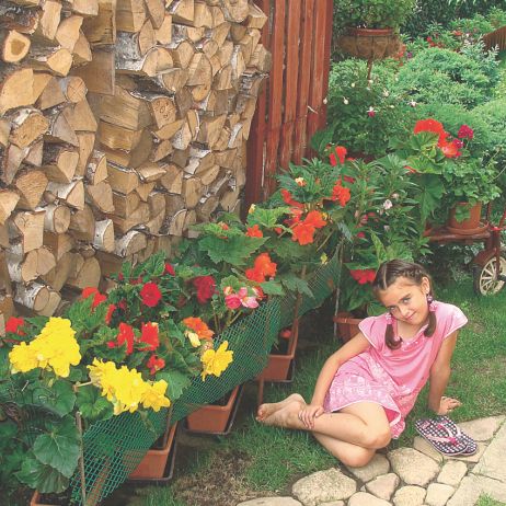 „Moja wnuczka Kornelka na tle drewutni i kwitnących begonii”, pisze nasza czytelniczka