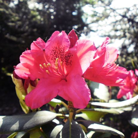 Rododendron