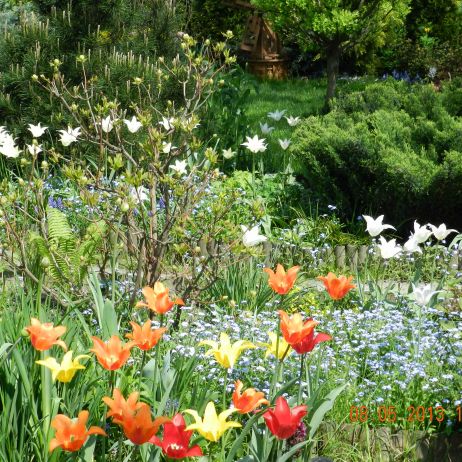 tulipany,tulipany