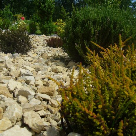 Wrzosy w kamiennym ogródku.