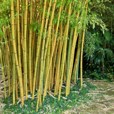 Bambusy z rodzaju Fargesia nie są ekspansywne i wypuszczają tylko krótkie rozłogi korzeniowe