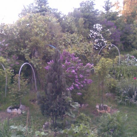 Fragment mojego ogrodu, przedstawiający jego różnorodnośc :)