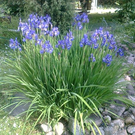 Irysy kwitnące każdej wiosny, krótko ale przepięknie.