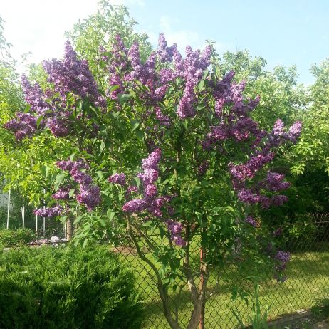 Lilak podczas kwitnienia