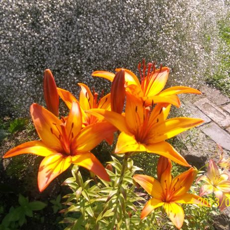 LILIE NA TLE GIPSÓWKI
