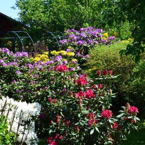 rododendrony (różaneczniki) w pełnym rozkwicie