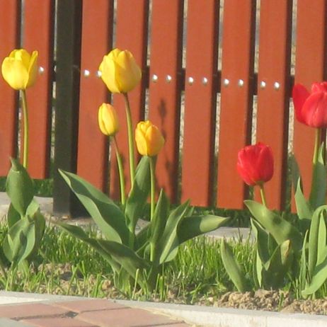 Tulipany w różnych kolorach wyglądają przepięknie