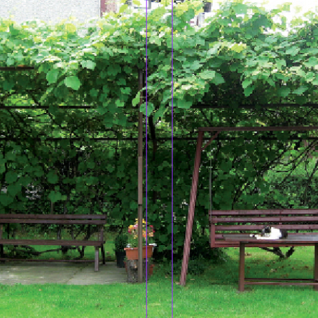 „Winogron warto sadzić ok. 40-50 cm od drewnianej konstrukcji, aby rosnące pnącza mogły się swobodnie układać na altance”.