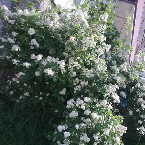 dzika róża jak panna młoda..i ten zapach...