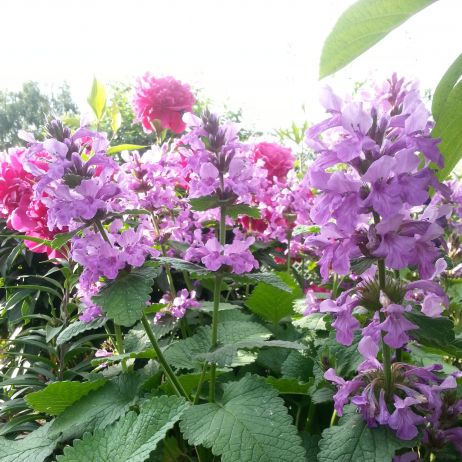 Fioletowa piękność