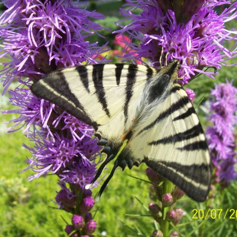 Motyl Tygrys Biały spija nektar z liatri kłosowej
