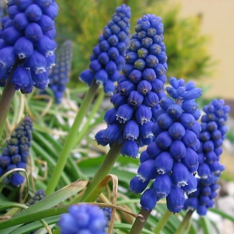 Szafirki armeńskie - nadają się do tworzenia obwódek, na rabaty oraz do bukietów jako kwiat cięty.