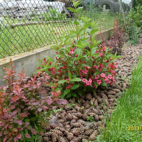 Szyszki wykorzystałam do ozdoby i jako ściółkę żeby nie rosła trawa