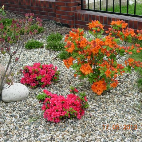 Azaliowy zawrót głowy