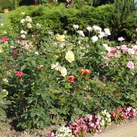 Ukochane róże mojego męża