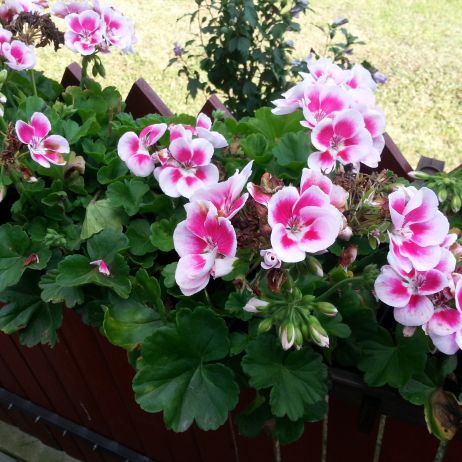 wreszcie zakwitły moje ulubione Pelargonie co roku zdobię nimi nasz kącik grilowy