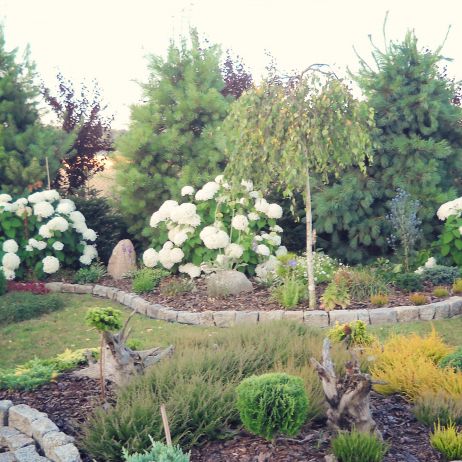 Wrzosy a w dali hortensje