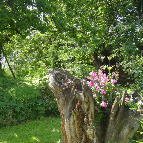 clematis całolistny na pniu 