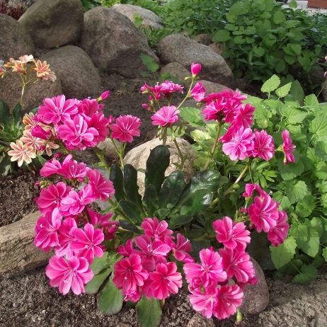 Lewizje zdobiące skalniak.