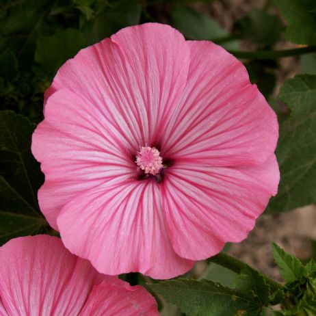 Ślazówka letnia zachwyciła mnie burzą pięknych różowych pasiastych kwiatów, które wyglądają jak sylwestrowe fajerwerki na nocnym niebie.