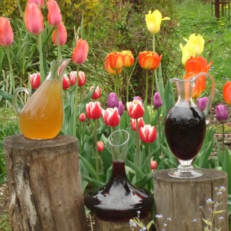 Wino z winogron tłoczone,
Z tulipanami zaprzyjaźnione.