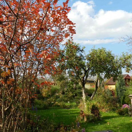 Barwy jesieni w moim ogrodzie-z zielenią przeplata się złoto,miedz i czerwień