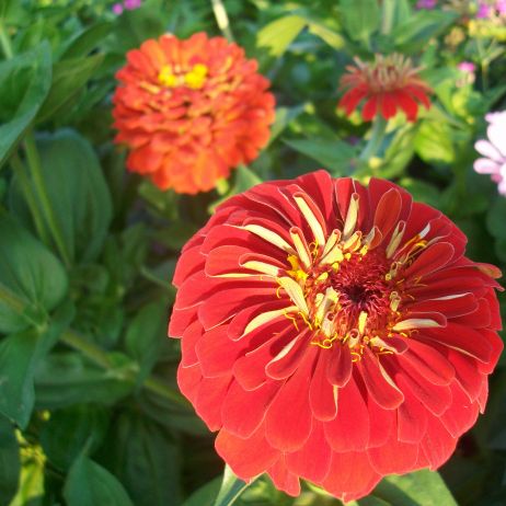 Najpiękniejsze cynie w moim ogrodzie