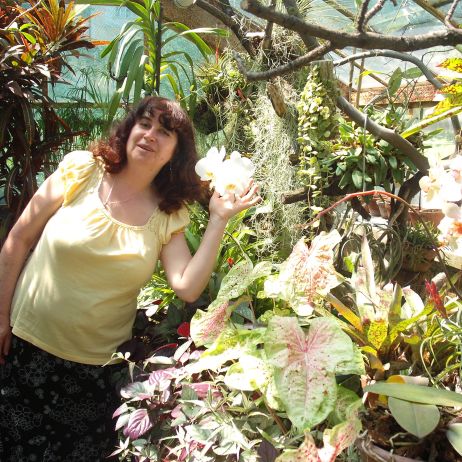 ORCHIDEA