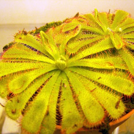 Rosiczka Alicji ma liście tworzące rozetę o średnicy 5–6 cm. Rosną na nich włoski wydzielające
lepką ciecz.