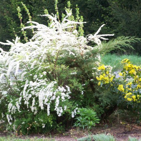 Tawuła szara, krzew szybko rosnący i nie wymagający jak chodzi o glebę