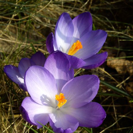 Pierwsze ślicznotki w ogrodzie :)