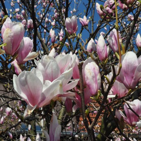 W pierwszym roku po posadzeniu magnolia wymaga regularnego podlewania. Najlepiej wlewać pod krzew 10 l co 3–4 dni, a podczas upałów częściej. Najlepszą do tego porą jest późne popołudnie. 