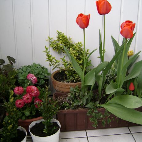 Wiosna na moim balkonie