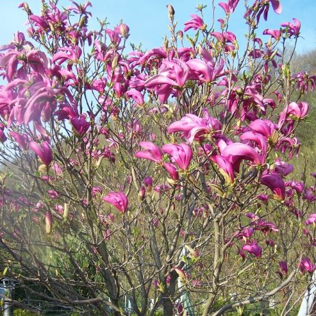 Magnolia różowa