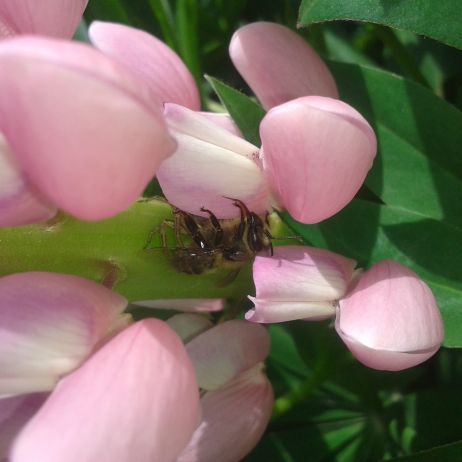 pająk i jego
posiłek pszczoła