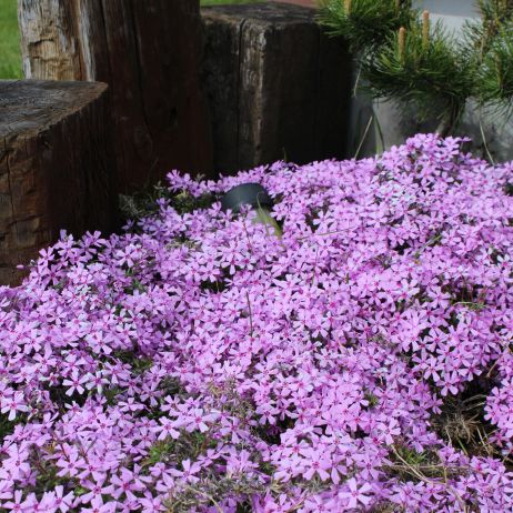 skalniak na wiosnę wybucha kolorami