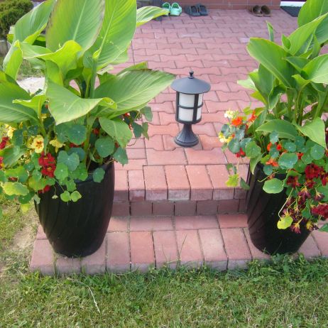  Kany, których karpy dostałam od siostry wyrosły znakomicie, są piękne i dorodne, ale wymagają  obfitego podlewania. Czekam tylko aż pojawią się kwiaty.