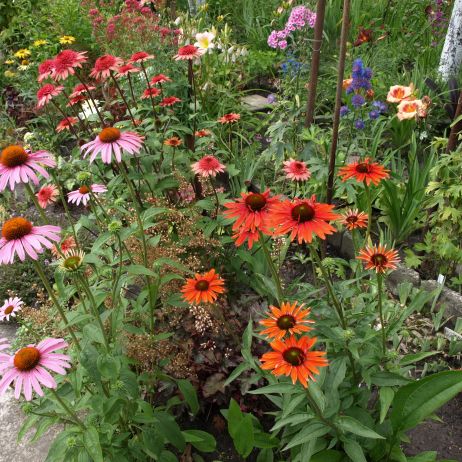 Kolorowe jeżówki wyglądają cudnie na rabatach