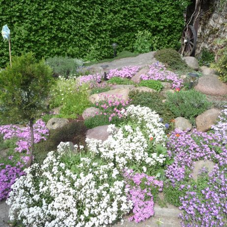  Skalniak pokryty kwiatami gipsówki  w różnych odcieniach fioletu.